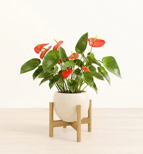 Anthurium Red