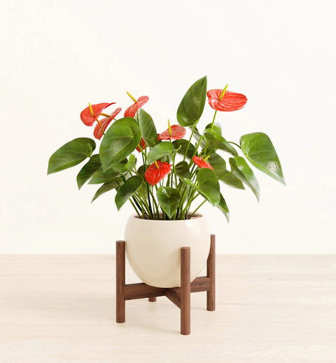 Anthurium Red