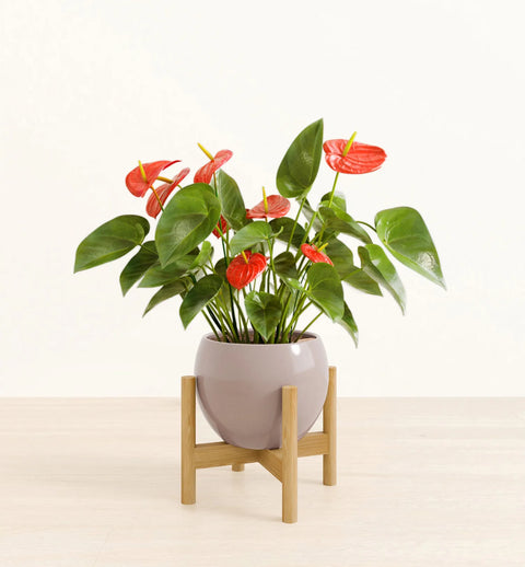 Anthurium Red