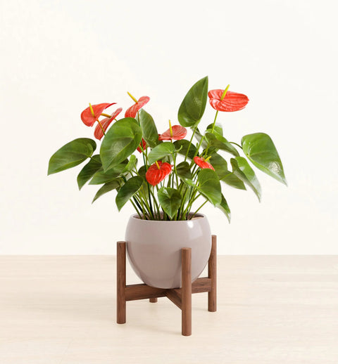 Anthurium Red