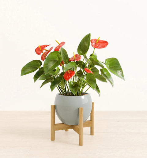 Anthurium Red