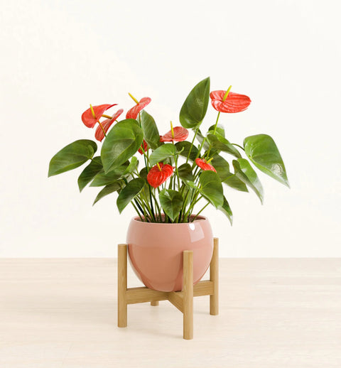 Anthurium Red