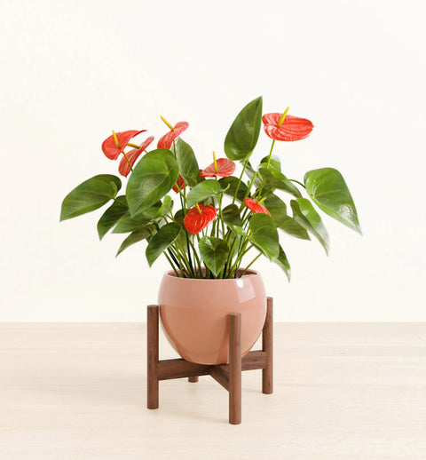 Anthurium Red