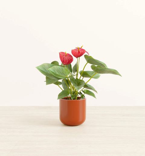 Anthurium Red