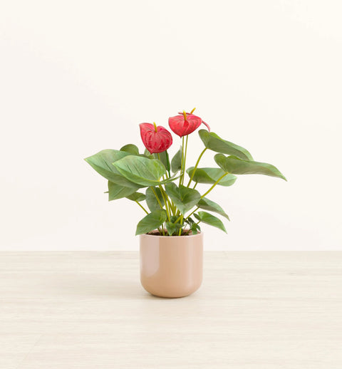Anthurium Red