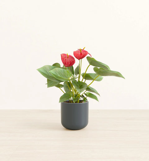 Anthurium Red