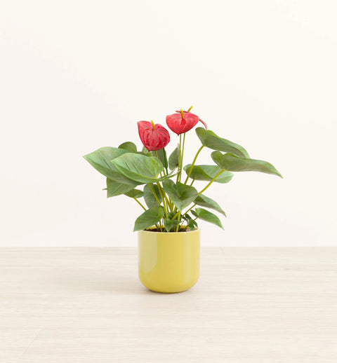 Anthurium Red