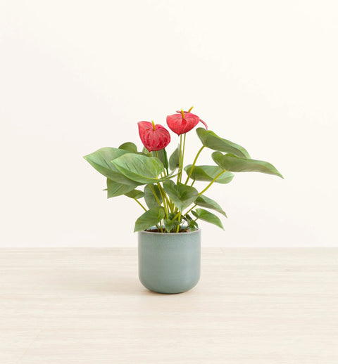 Anthurium Red