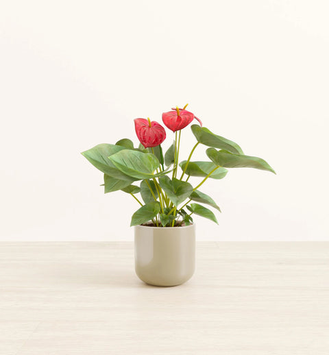 Anthurium Red