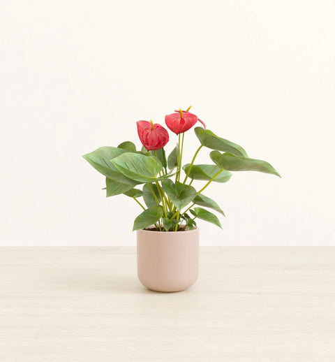 Anthurium Red