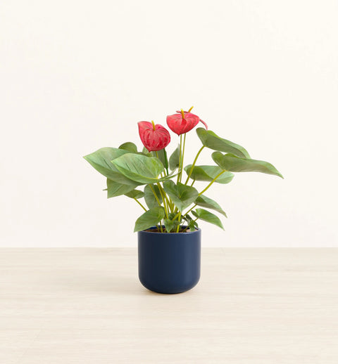 Anthurium Red
