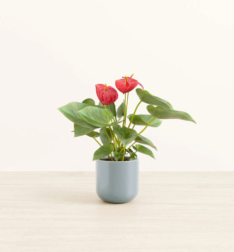 Anthurium Red