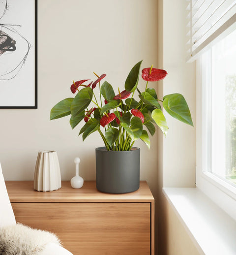 Anthurium Red
