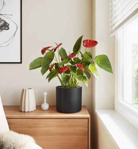 Anthurium Red