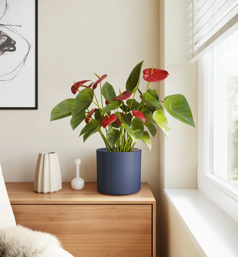 Anthurium Red