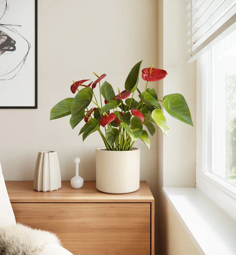 Anthurium Red