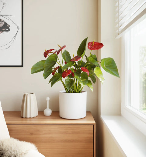Anthurium Red