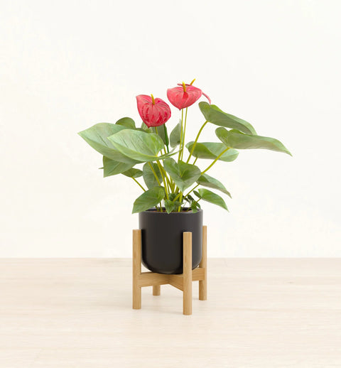 Anthurium Red