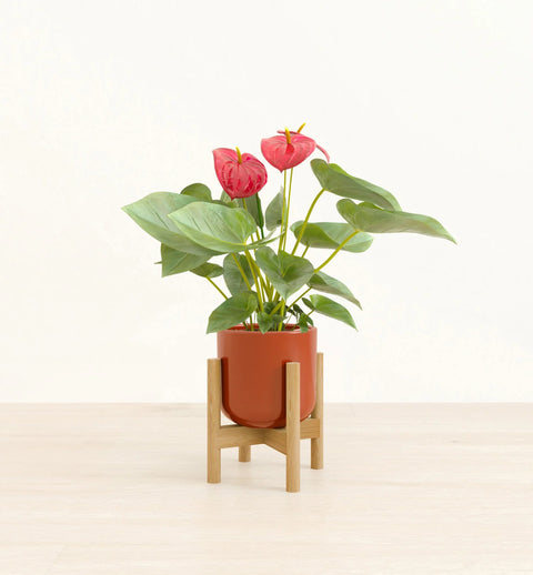 Anthurium Red