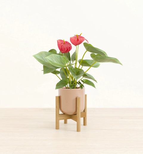 Anthurium Red