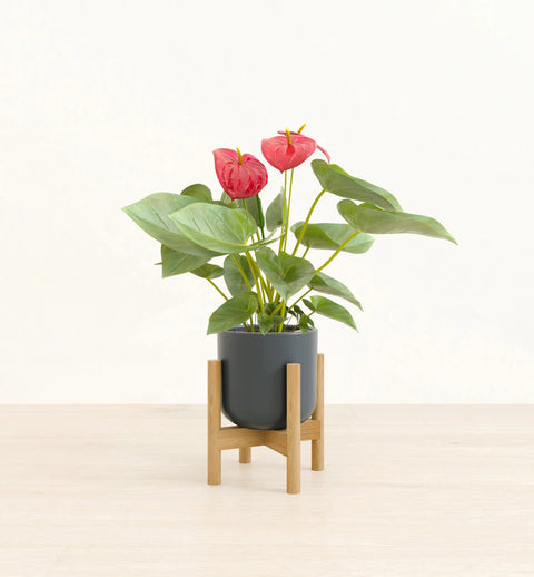 Anthurium Red