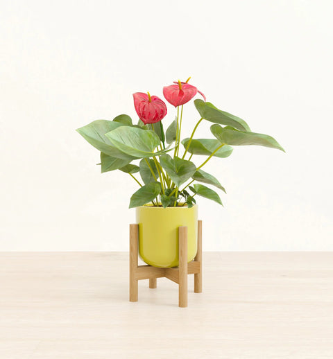 Anthurium Red