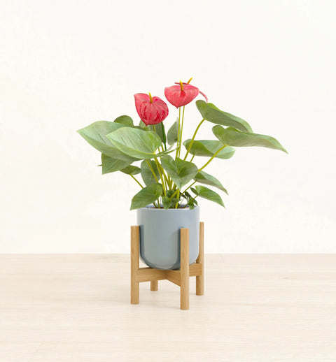 Anthurium Red