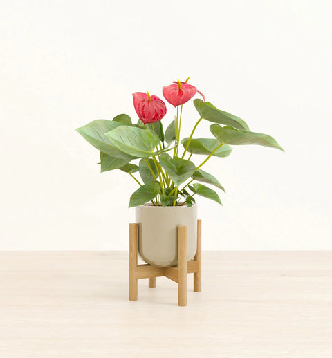 Anthurium Red