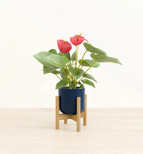 Anthurium Red