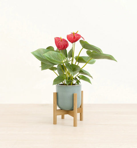 Anthurium Red