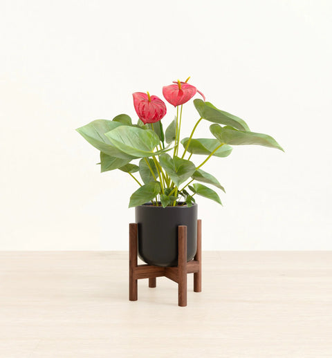 Anthurium Red