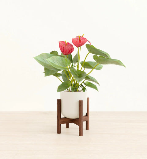 Anthurium Red