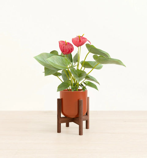 Anthurium Red