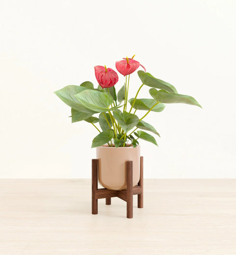 Anthurium Red
