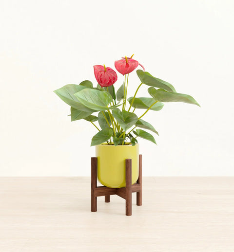 Anthurium Red