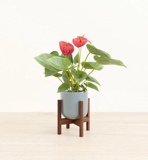 Anthurium Red
