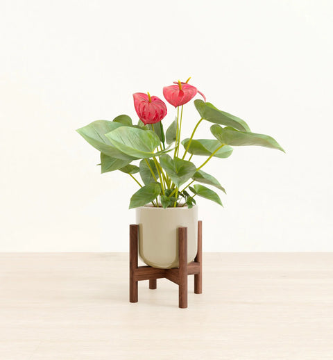 Anthurium Red