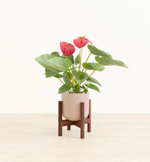 Anthurium Red