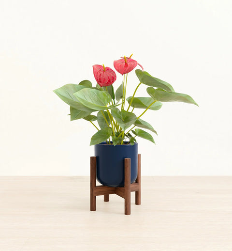 Anthurium Red