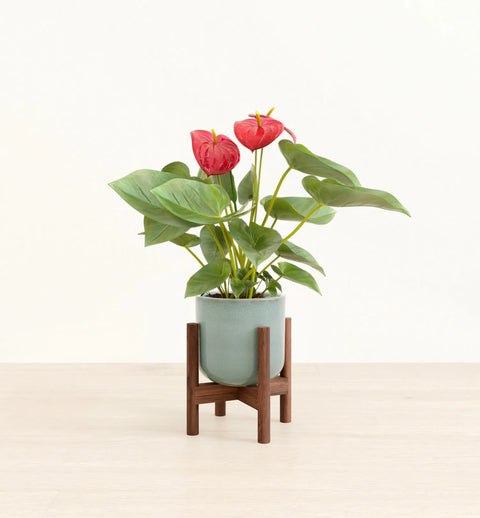 Anthurium Red
