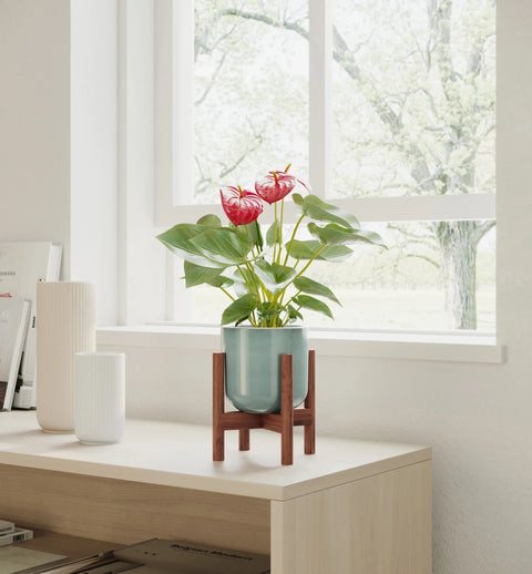 Anthurium Red