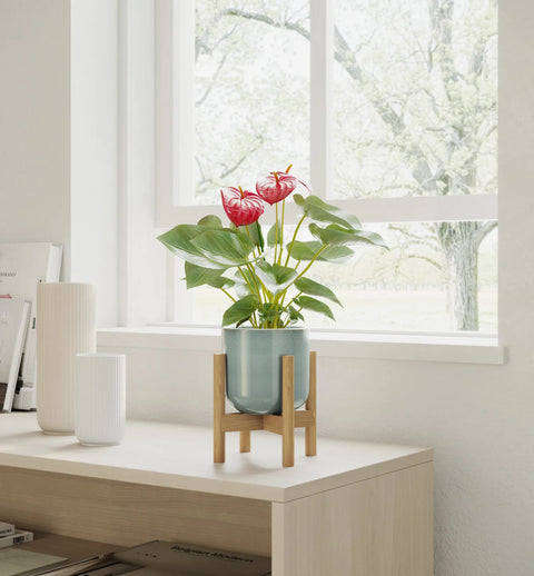 Anthurium Red