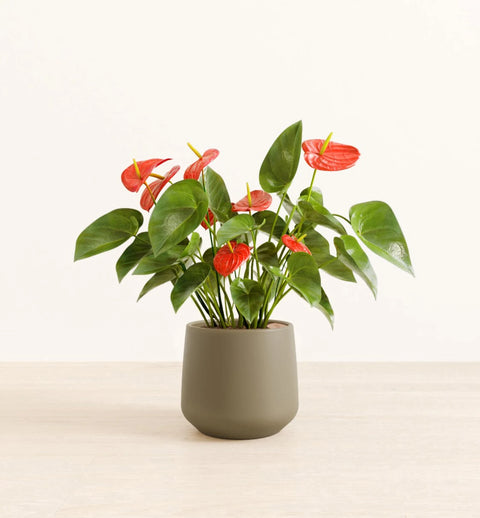 Anthurium Red