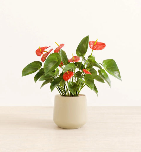 Anthurium Red