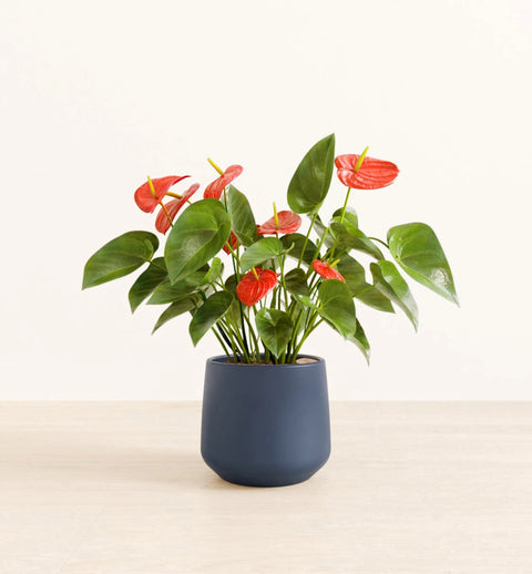 Anthurium Red