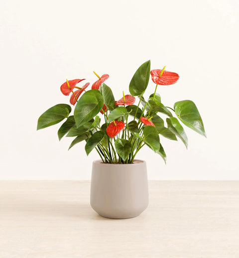 Anthurium Red