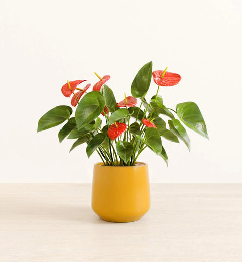 Anthurium Red