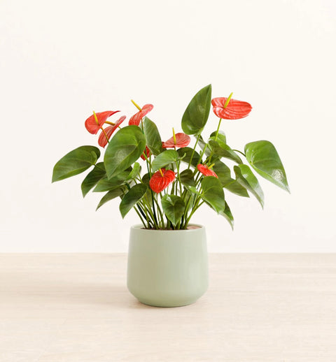 Anthurium Red