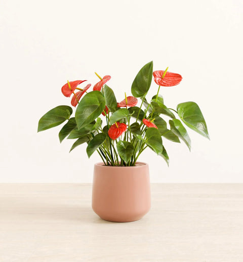 Anthurium Red