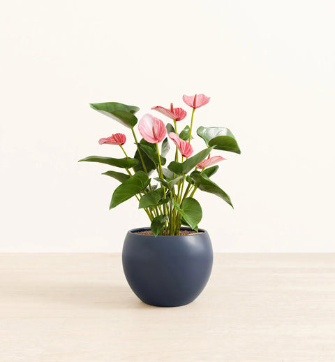 Anthurium Livium